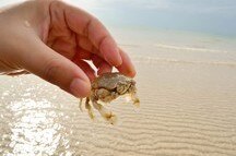 Crab Catching, Goa Crab Catching, Goa